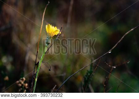 Yellow Wildflower Fall Poetry . Bussumer Heath, Bussum, The Netherlands