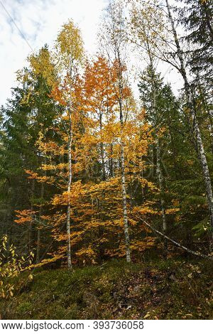 Fall Season With Colorful Beech Trees In A Green Coniferous Forest