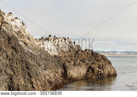 Cliff Full Of Birds, Marine Fauna, Dirty Cliff Covered With The Guano, Yaquina Bay, Or, Usa