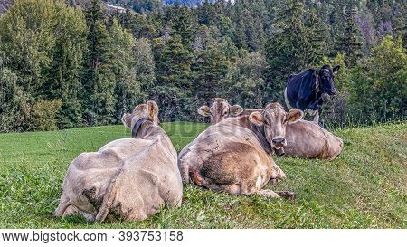 Four Cows Laying On Meadow In Grengiols, Switzerland. Famous Brown Swiss Cattle With Cowbell. Swiss 
