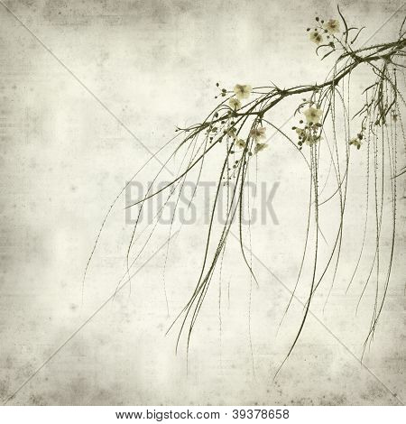 Papier teksturowanej tło z kwitnienia Parkinsonia Aculeata