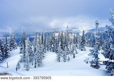 View Of Ski Resort Sheregesh From Utya Mountain. Snowdrifts And Snow-covered Trees In Fluffy Snow, S