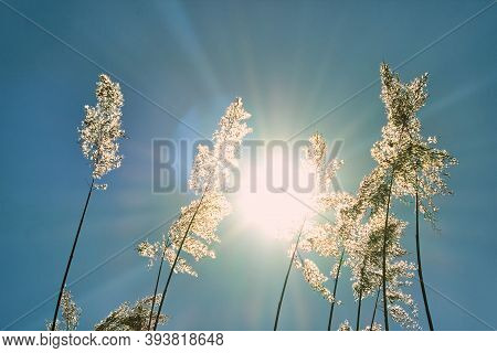 The Sun Shines Through The Tall Grass Like Trees. Reeds Against The Blue Sky. Summer Sun On A Sunny 