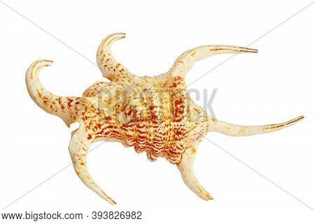 Seashell Lambis Chiragra Large Isolated On White Background