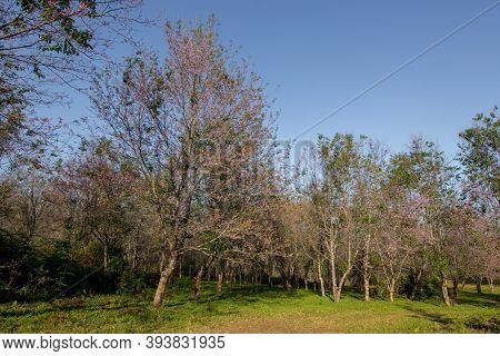 Prunus Cerasoides Or Wild Himalayan Cherry With Color Is Pink In The Phu Lom Lo Tourist Attraction, 