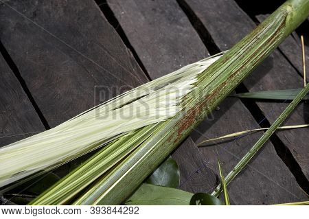 Leafs Of Palm Tree Mauritia Flexulosa To Produce Hammock, Indian Warao Living In Orinoco Delta, Vene