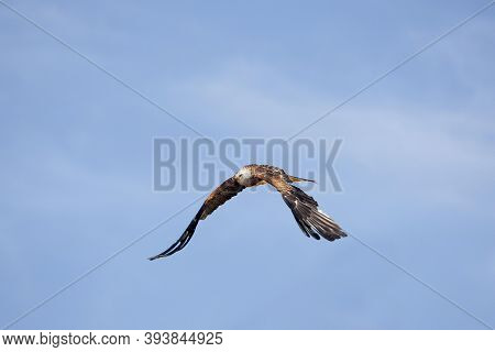 Red Kite, Milvus Milvus, Adult In Flight Against Blue Sky