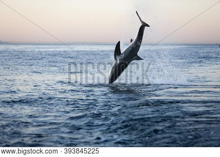Great White Shark, Carcharodon Carcharias, Adult Breaching, False Bay In South Africa