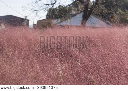 Pink Muhly Grass Fields In South Korea.