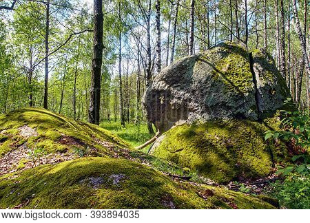 Beautiful Nature With Big Stone In Birch Forest With Cover Of Soft Green Moss In Sunny Day.