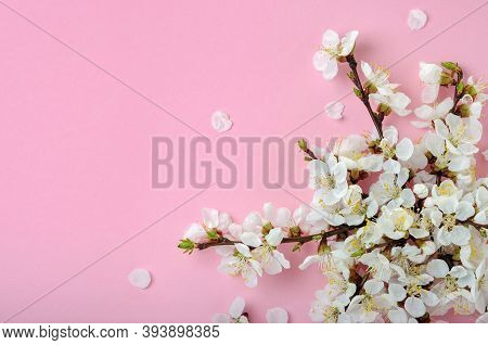 Spring Flowering Branches With A Lot Of Apricot Blossoms On Pink Background. Composition With Fruit 