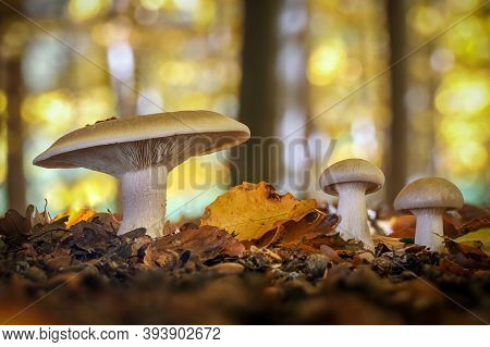 Edible Mushrooms Clitocybe Nebularis Commonly Known As Clouded Agaric Or Cloud Funnel In Amazing Gol