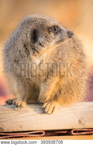 A Meerket Crouching Down On A Log Looking Around, Golden Hour