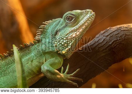 Chinese Water Dragon (physignathus Cocincinus)