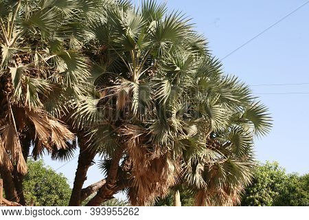 The Lala Palm - Hyphaene ; A Colorful Fruits, Round Flat, Hard Shell With Seed Inside. Bunch Togethe