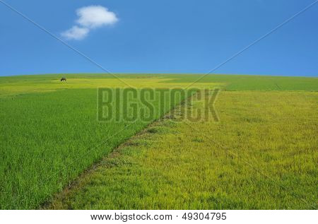 Sommerlandschaft, grünen Wiese Landschaft,, Naturlandschaft,