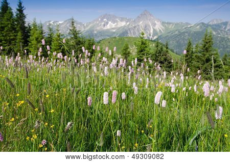 Mountain Meadow With Flowers