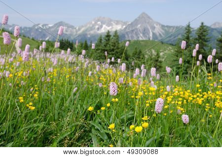 Mountain Meadow With Grass, Flowers And Blossoms