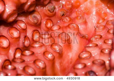 Raw Octopus