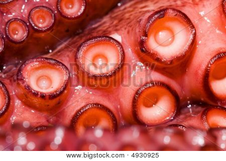 Raw Octopus