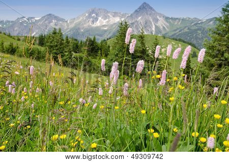Flower Meadow In  Tirol Austria