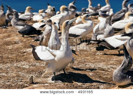 Gannet