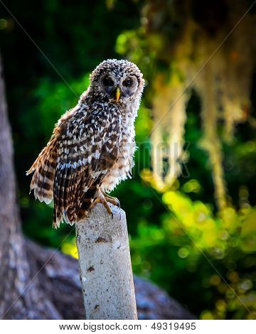 Barred Owl