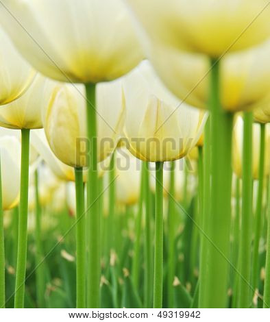 WhiteTulip