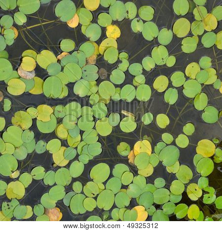Avrupa kurbağa-bit bir pond yüzen 