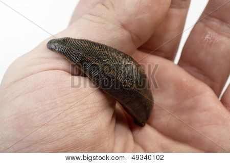Medicinske Leech-hirudo medicinalis