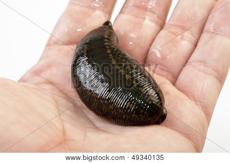약용 거머리 hirudo medicinalis