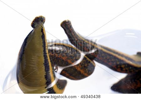 약용 거머리 hirudo medicinalis