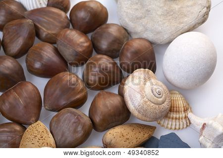 glanzende kastanjes, amandelen, witte stenen en schelpen