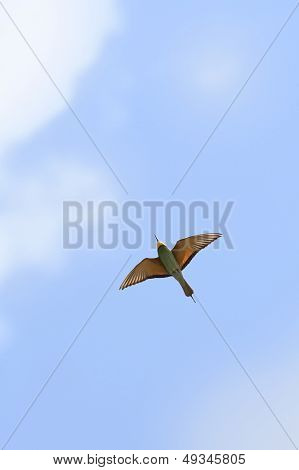 Bee-Eater(Merops apiaster) ve mavi gökyüzü uçan