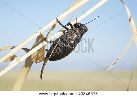 gafanhoto (locusta viridissima) em um campo de trigo