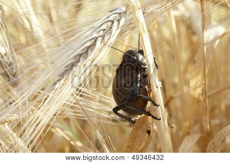gafanhoto (locusta viridissima) em um campo de trigo