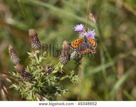 Small Copper Butterfly