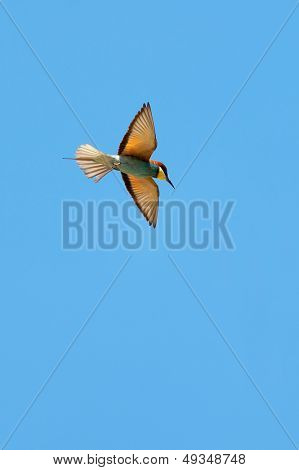 Bee-Eater(Merops apiaster) ve mavi gökyüzü uçan