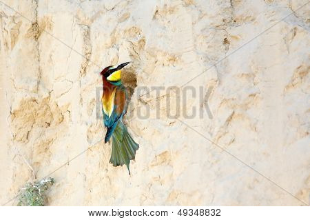 arı kuşugiller (arı kuşu apiaster)