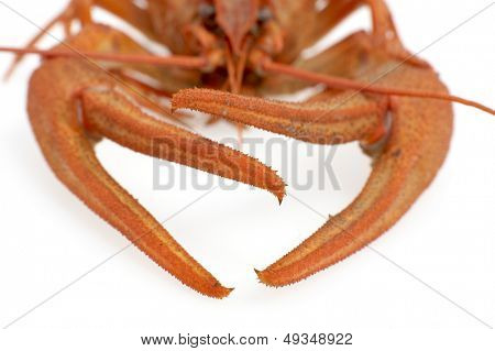 กุ้งแดงแยก