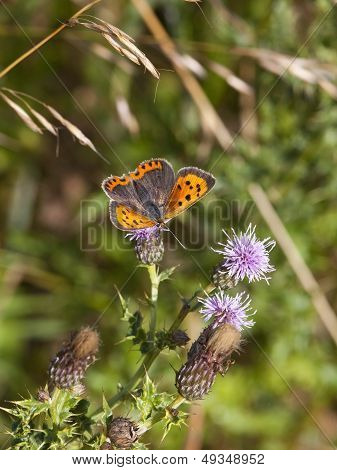 Small Copper Butterfly On Thistle