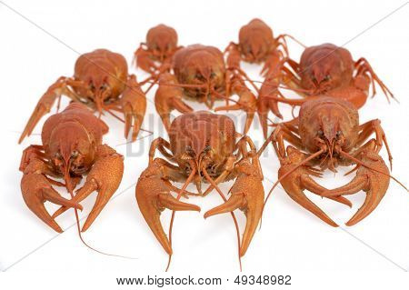 กุ้งแดงแยก