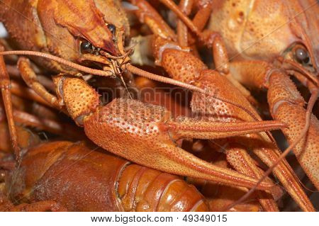 กุ้งแดง