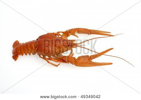 กุ้งแดงแยก