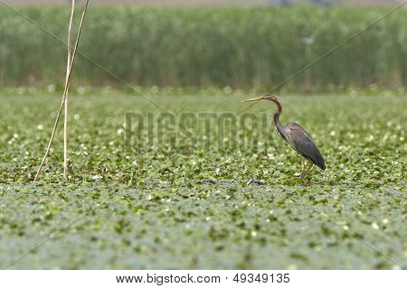 Great blue heron (Ardea herodias), Delta del Danubio