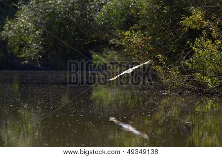 Heron Ardeola Ralloides