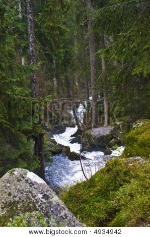 Il fiume nella foresta