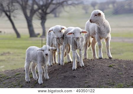 cute little lambs