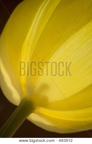 Un tulipano - giallo