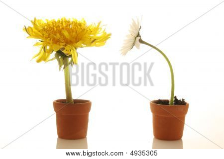 Löwenzahn und daisy